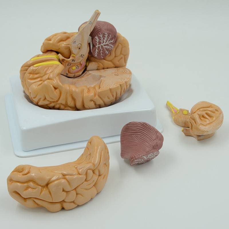 脑部模型