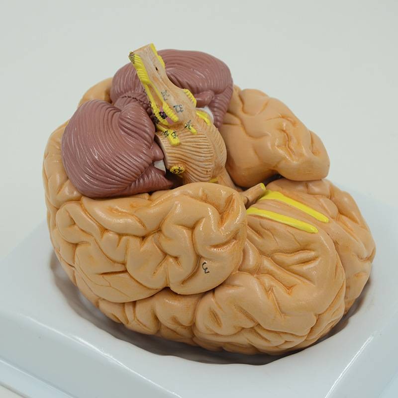 腦部模型
