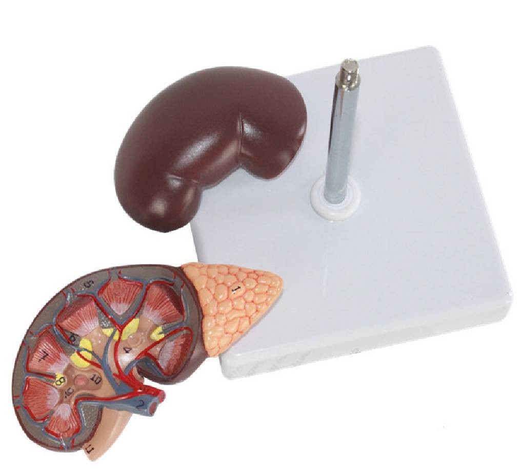 立体器官模型-肾脏