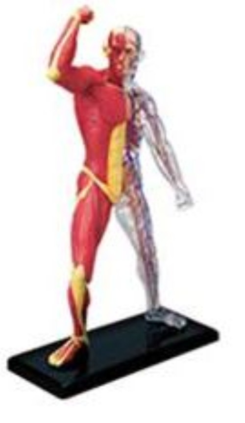立体人体肌肉. 血管模型